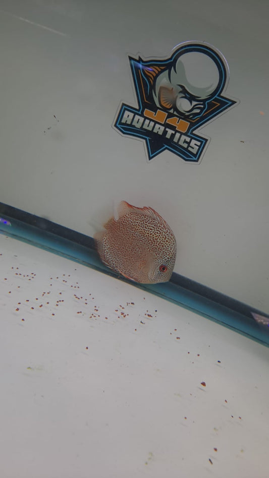 Super King Viper Discus 4.5-5"