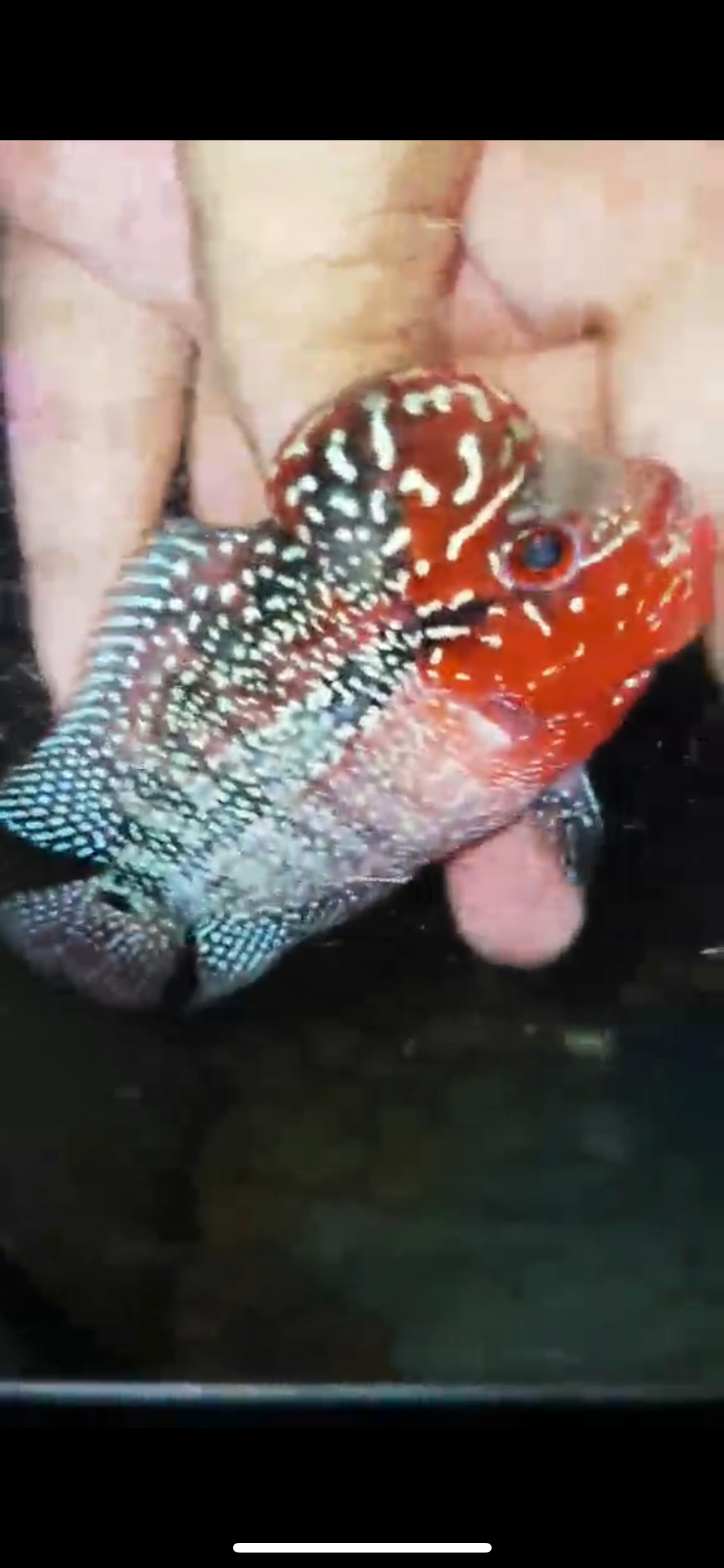 HQ Super Red Dragon Flowerhorn ( Male ) -007