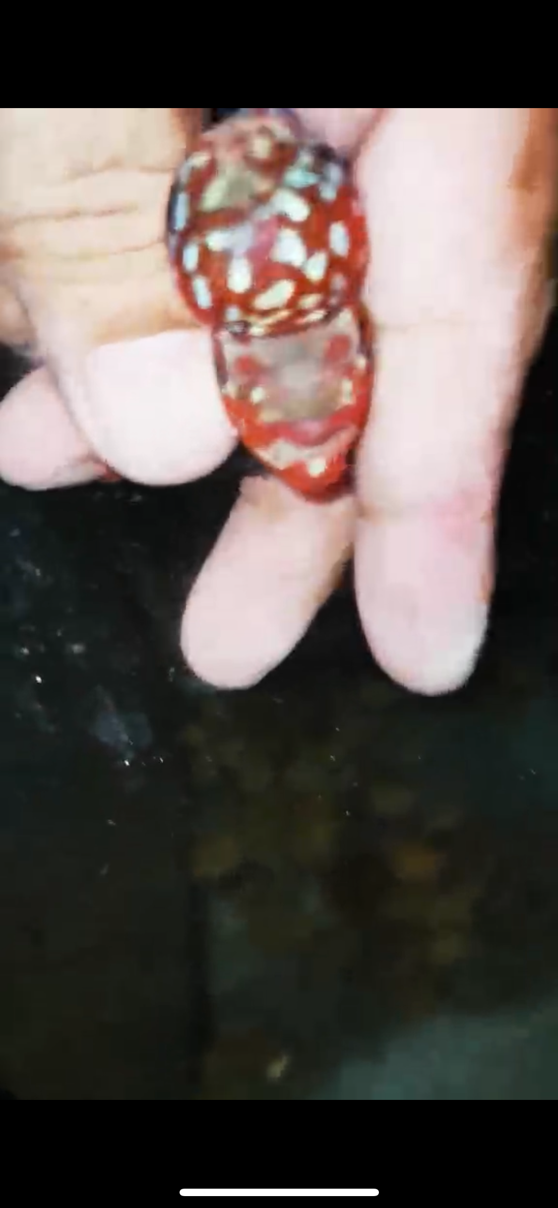 HQ Super Red Dragon Flowerhorn ( Male ) -008