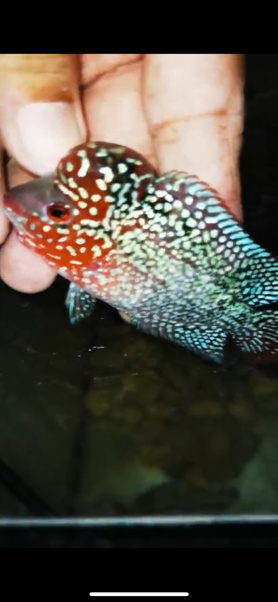 HQ Super Red Dragon Flowerhorn ( Male ) -010