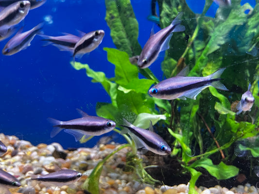 Emperor Tetra (Nematobrycon palmeri) - 10 Pack