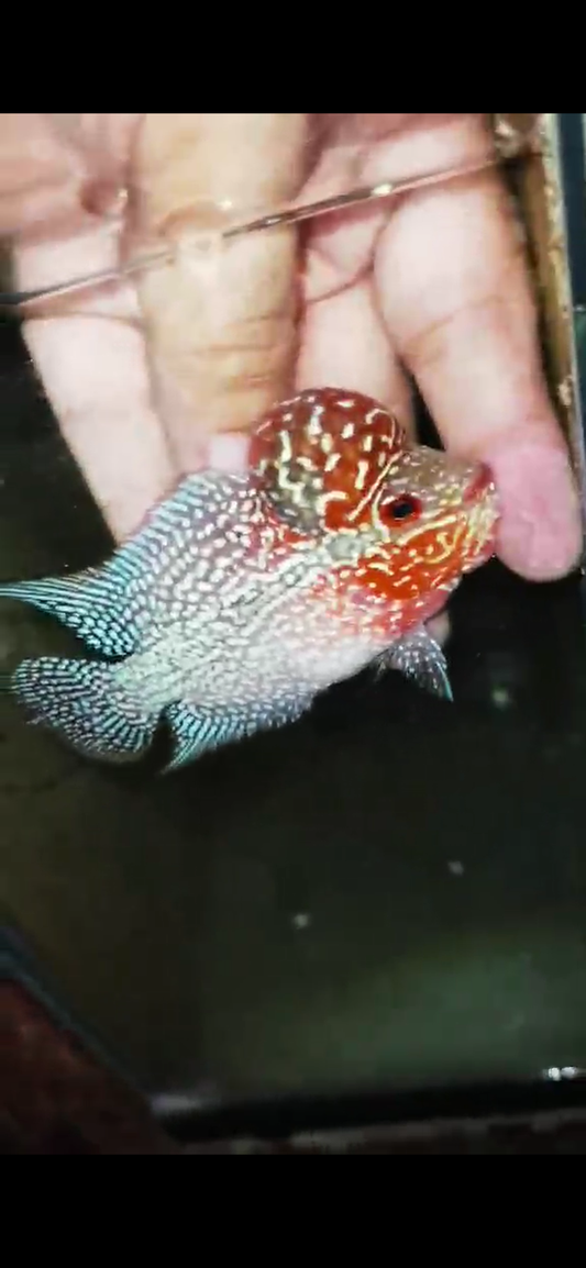 Super Red Dragon Flowerhorn ( Male ) - #09