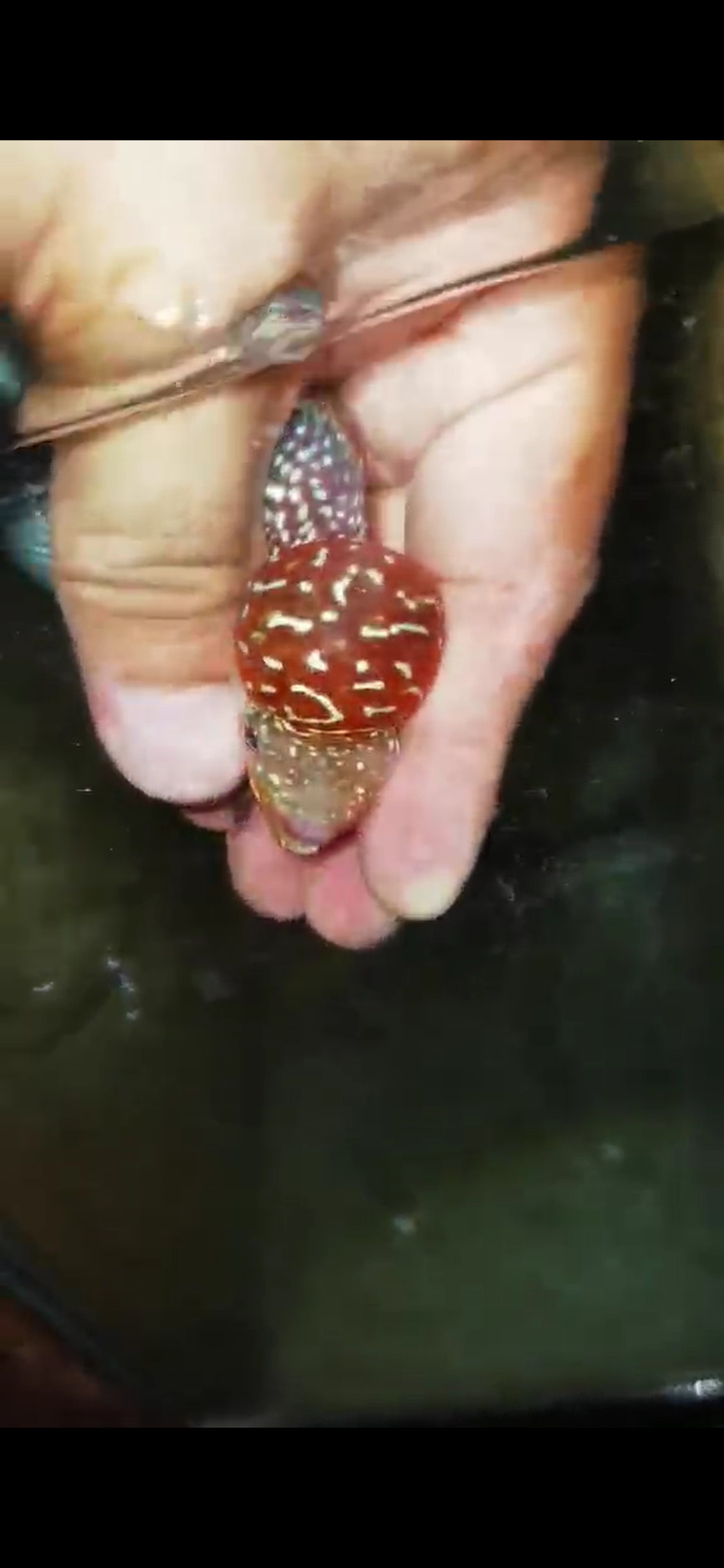 Super Red Dragon Flowerhorn ( Male ) - #09