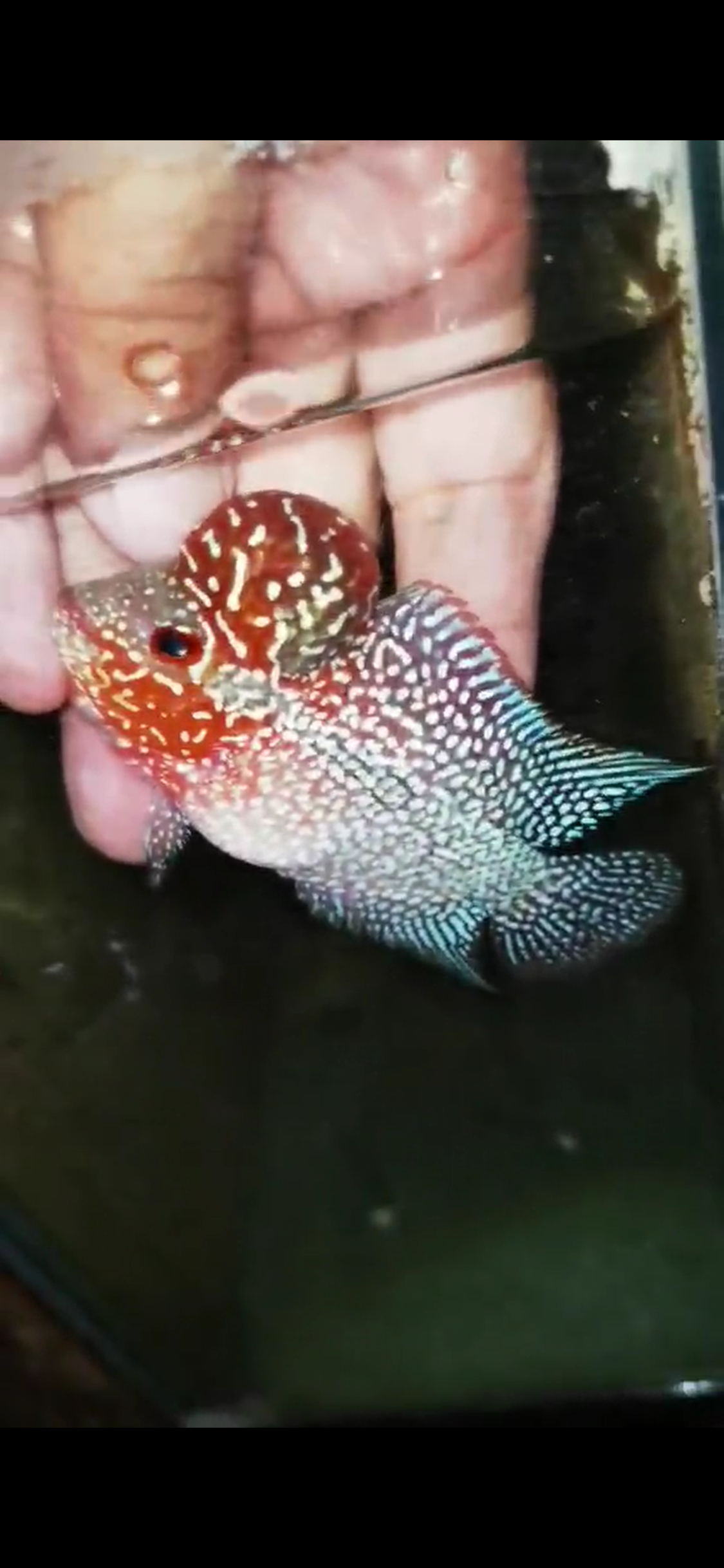 Super Red Dragon Flowerhorn ( Male ) - #09