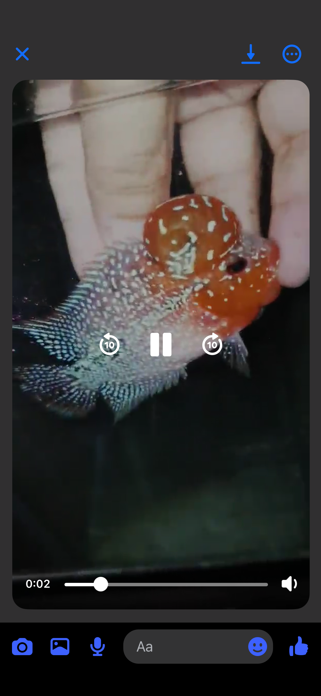 Super Red Dragon Flowerhorn ( Male ) - #36