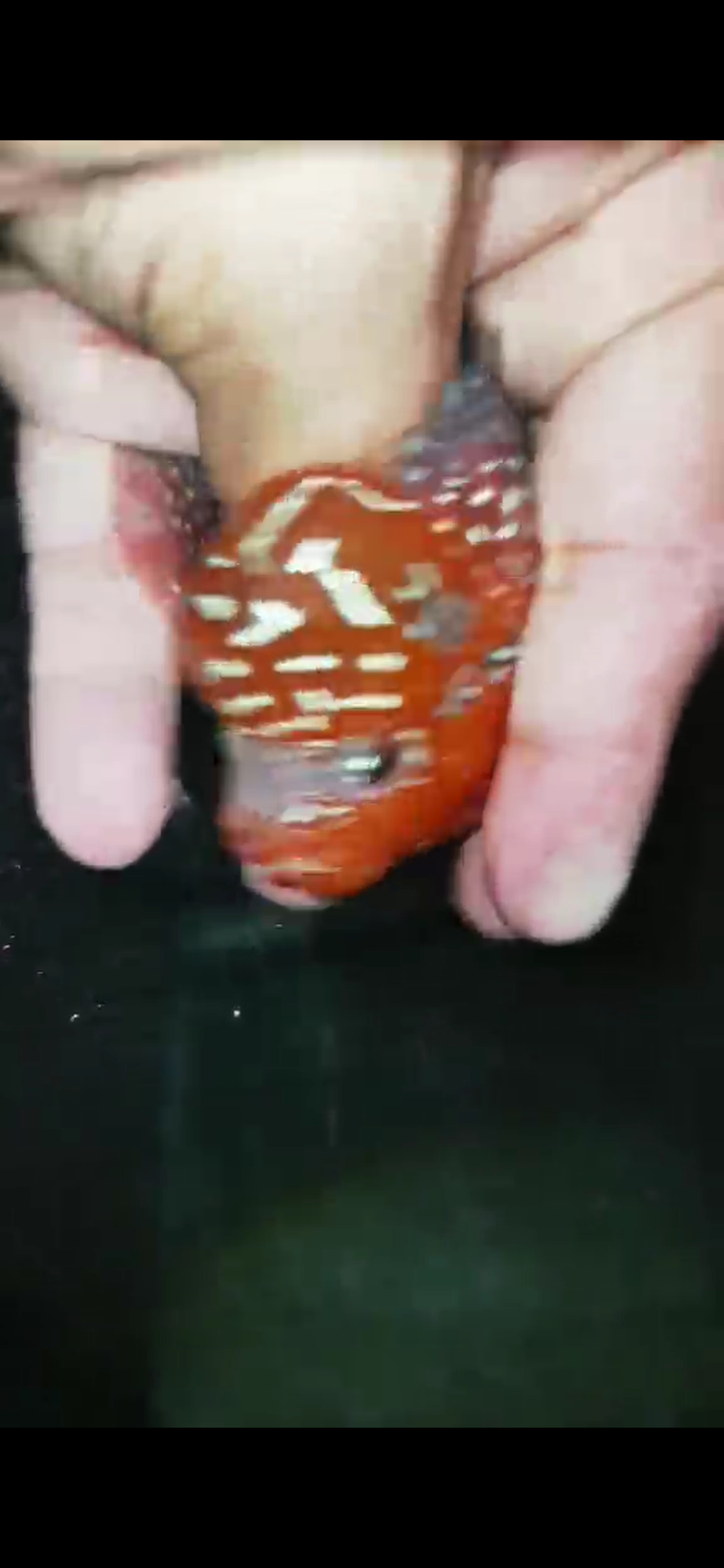 Super Red Dragon Flowerhorn ( Male ) - #36