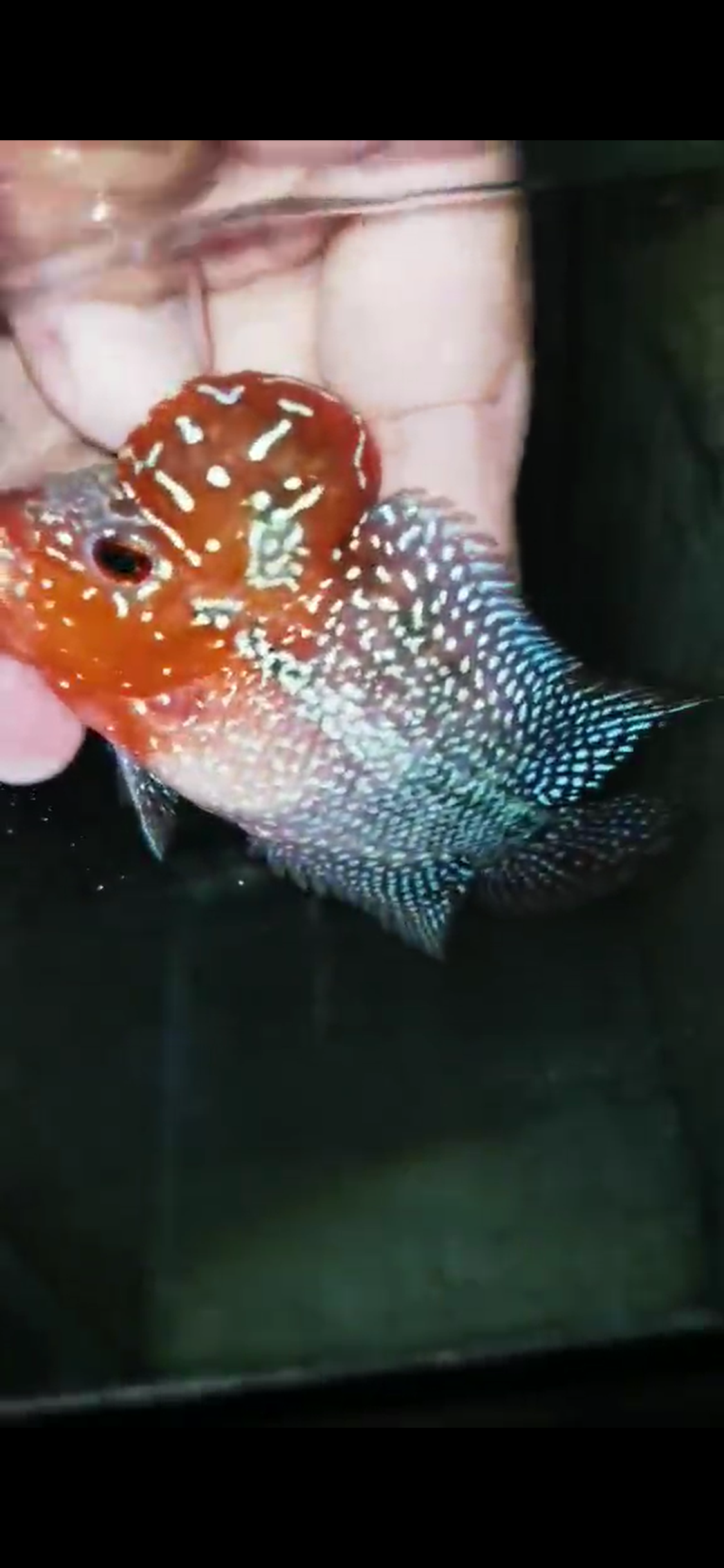 Super Red Dragon Flowerhorn ( Male ) - #36