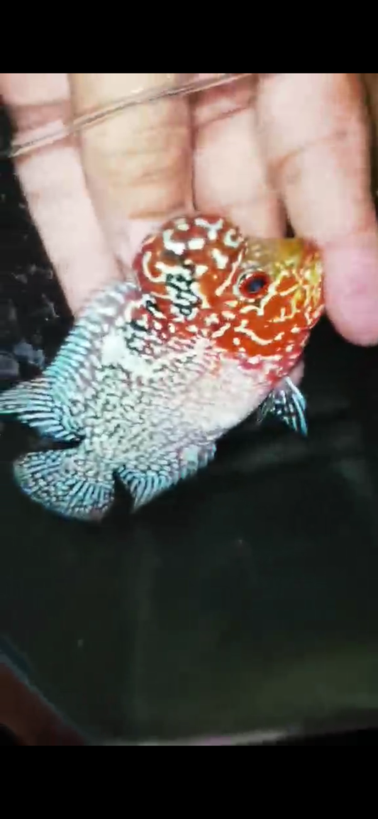Super Red Dragon Flowerhorn ( Male ) - #33