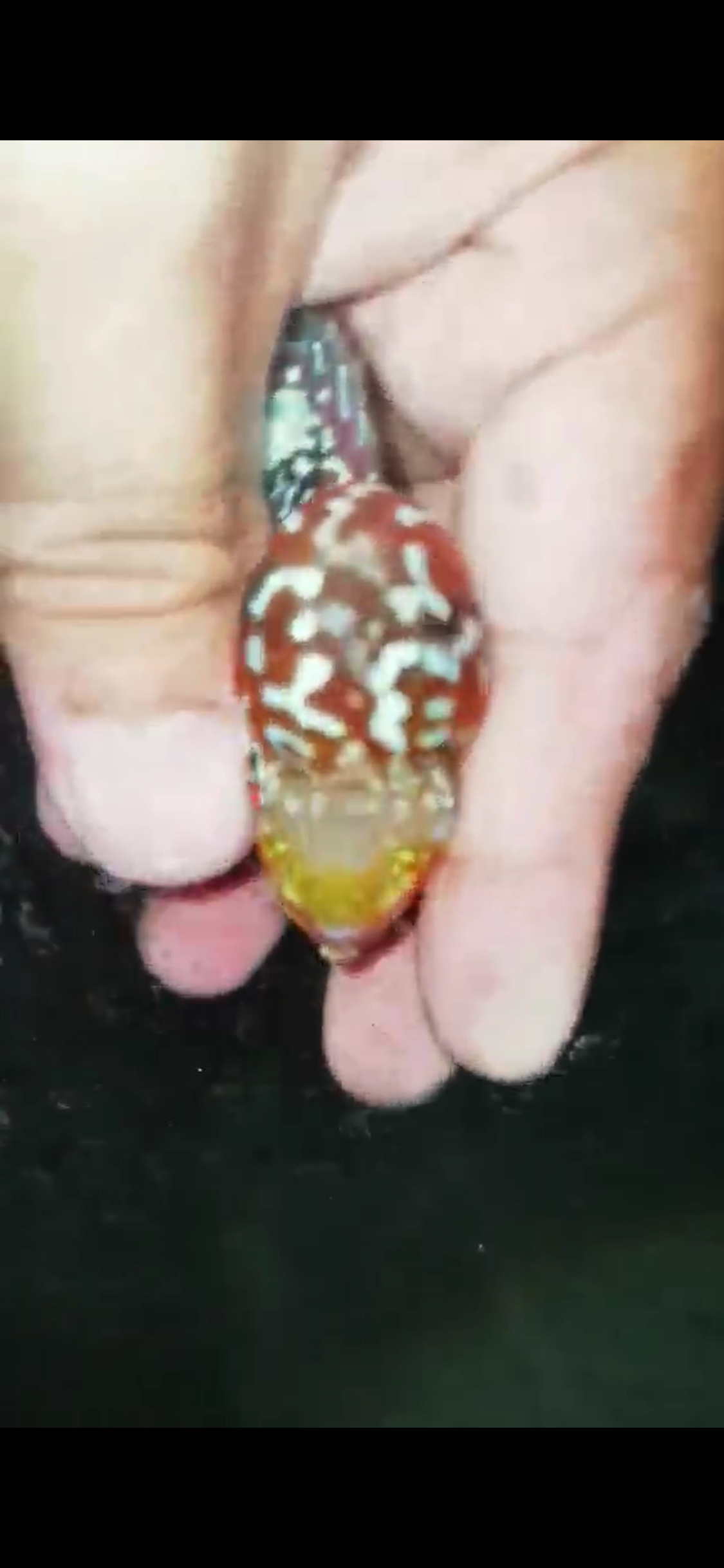 Super Red Dragon Flowerhorn ( Male ) - #33