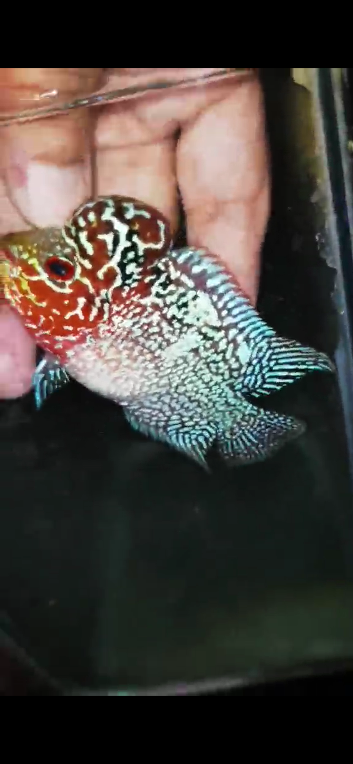Super Red Dragon Flowerhorn ( Male ) - #33