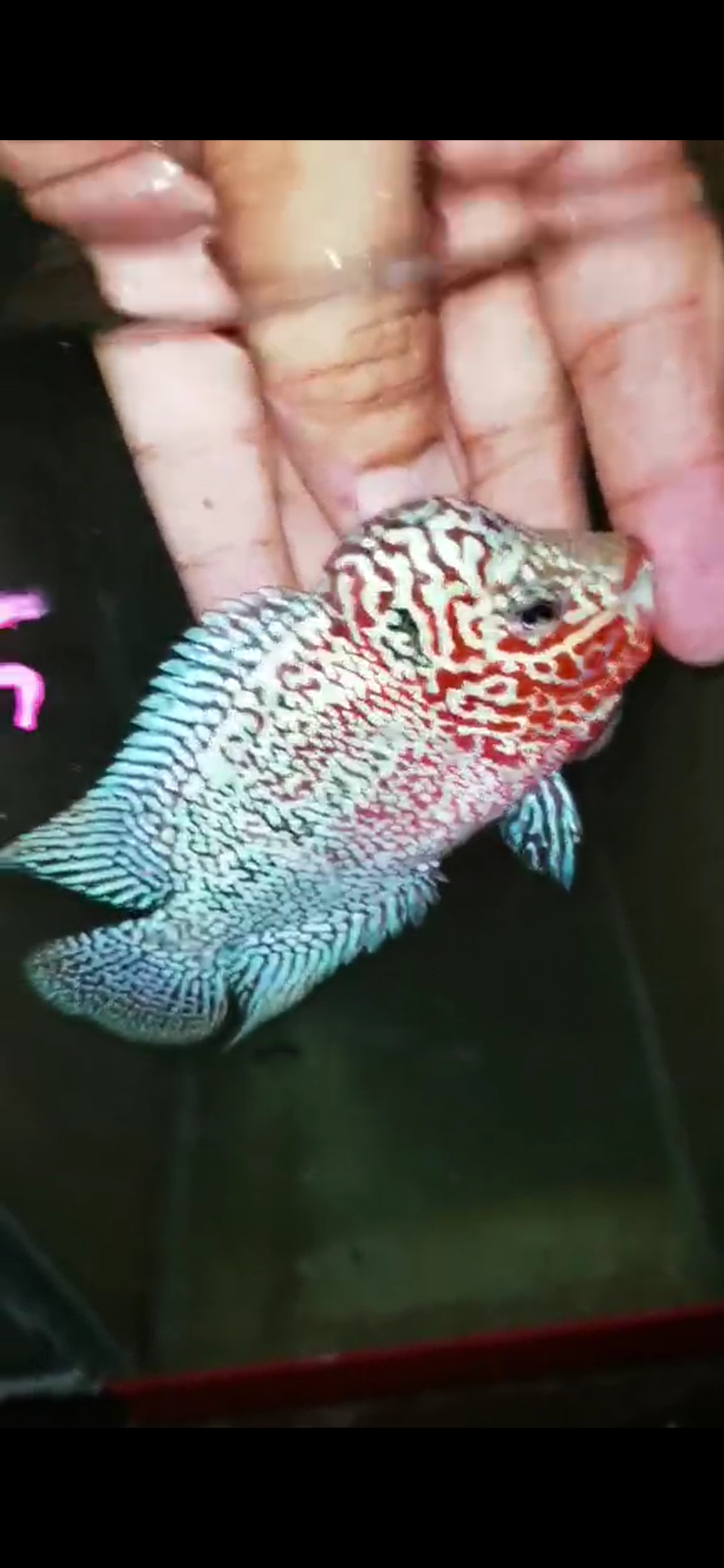 Super Red Dragon Flowerhorn ( Male ) - #45