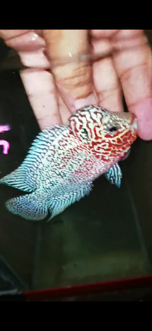 Super Red Dragon Flowerhorn ( Male ) - #45