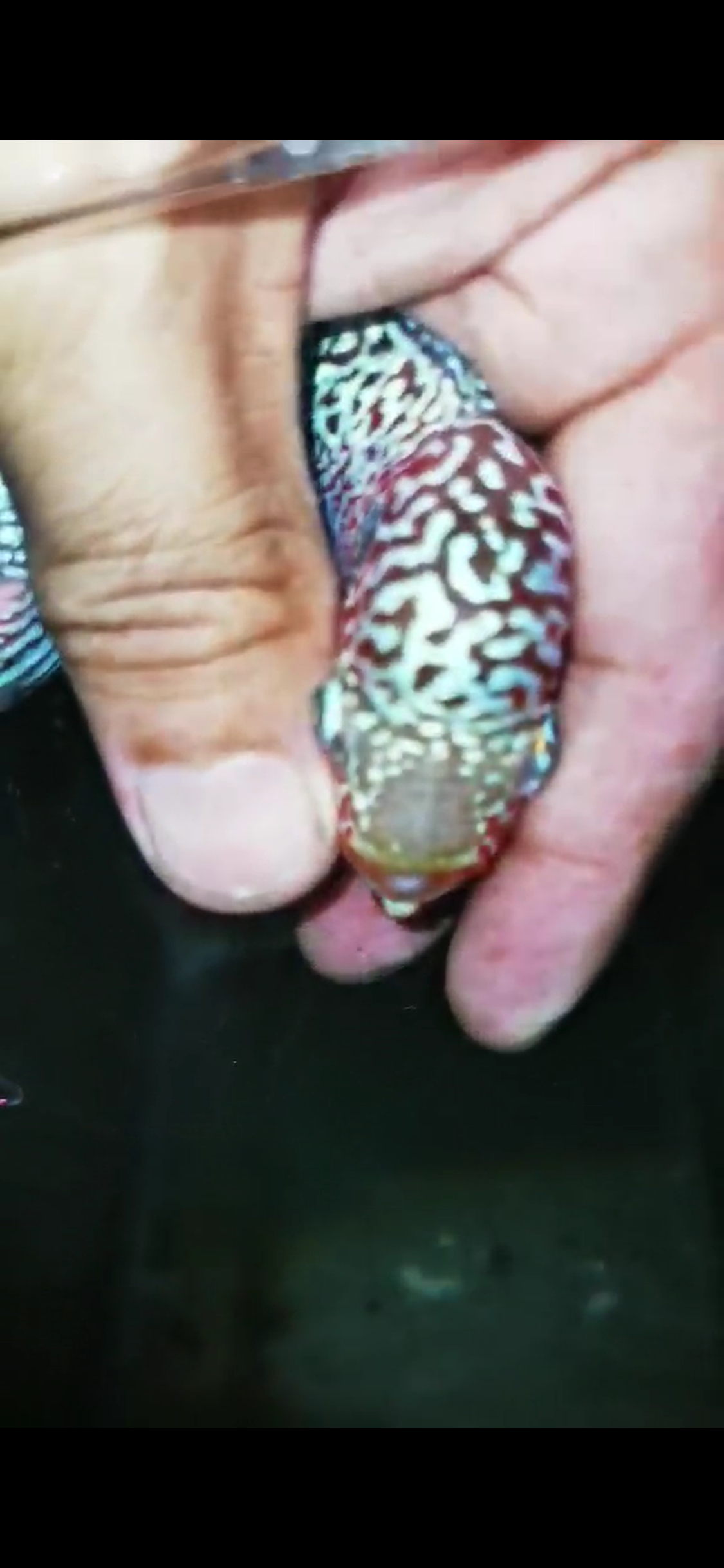 Super Red Dragon Flowerhorn ( Male ) - #45