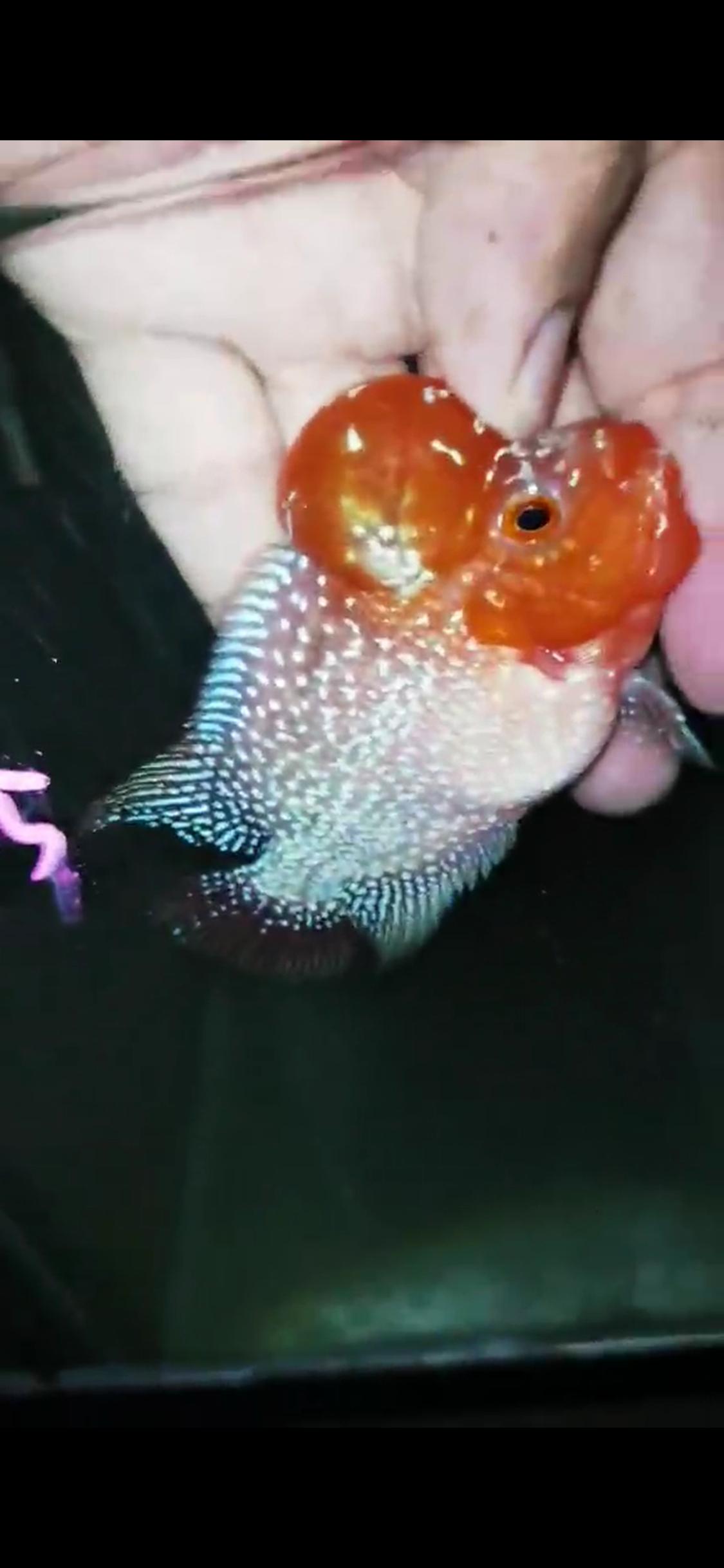 Super Red Dragon Flowerhorn ( Male ) - #35