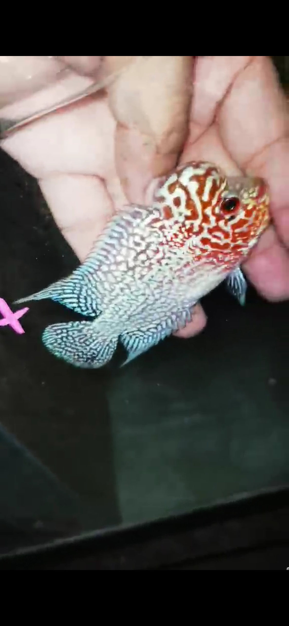 Super Red Dragon Flowerhorn ( Male ) - #04