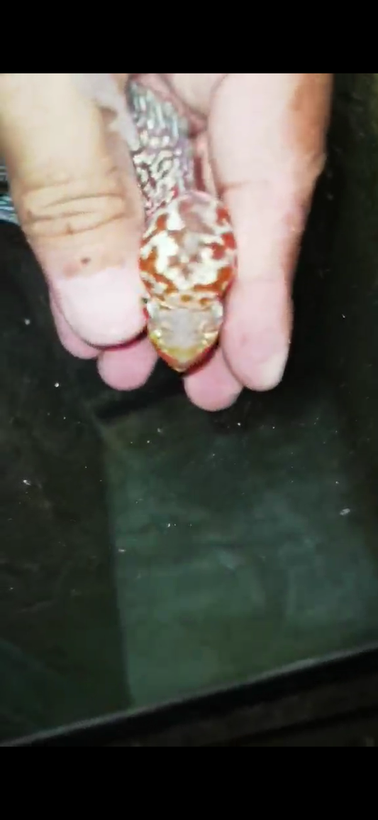 Super Red Dragon Flowerhorn ( Male ) - #04