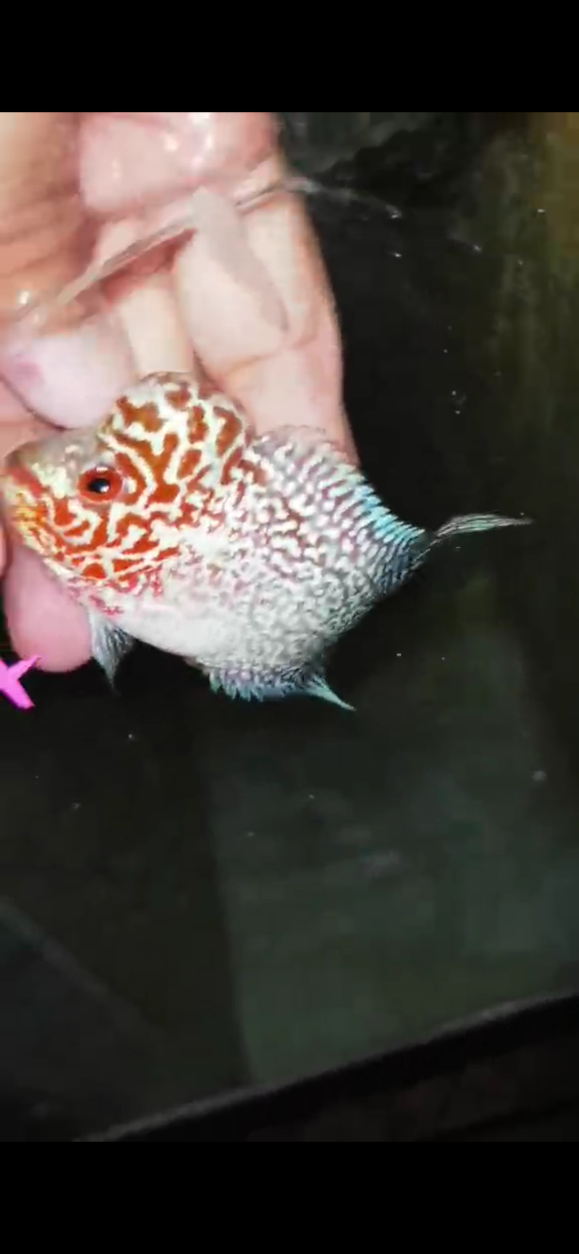 Super Red Dragon Flowerhorn ( Male ) - #04