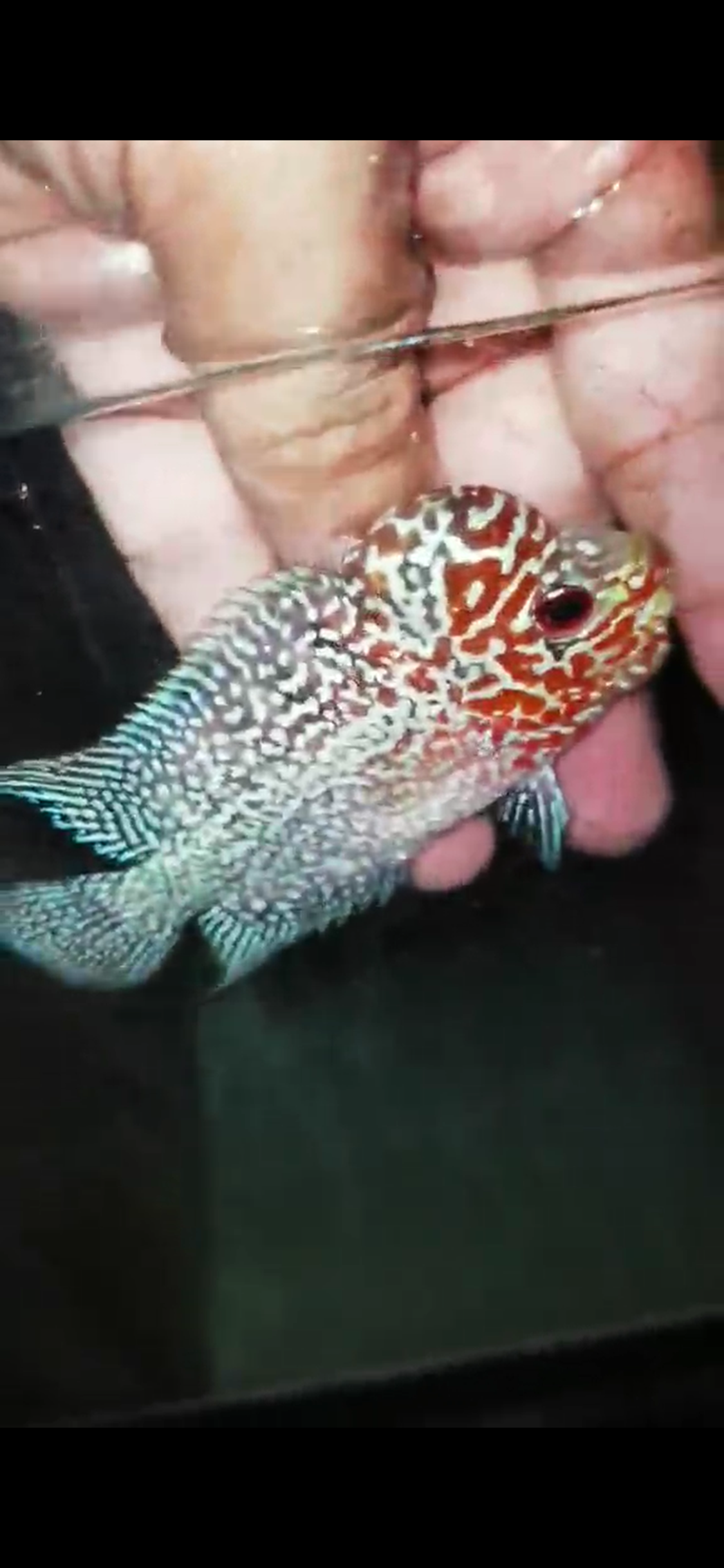Super Red Dragon Flowerhorn ( Male ) - #03