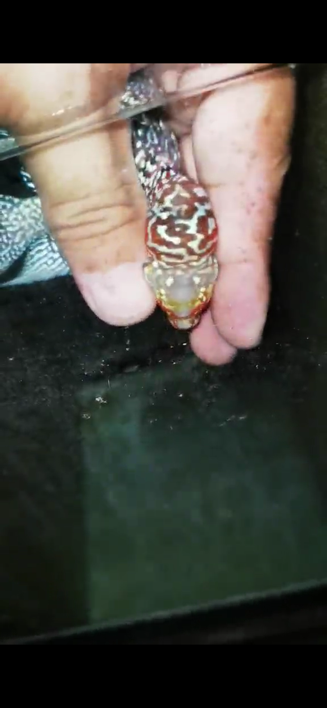 Super Red Dragon Flowerhorn ( Male ) - #03