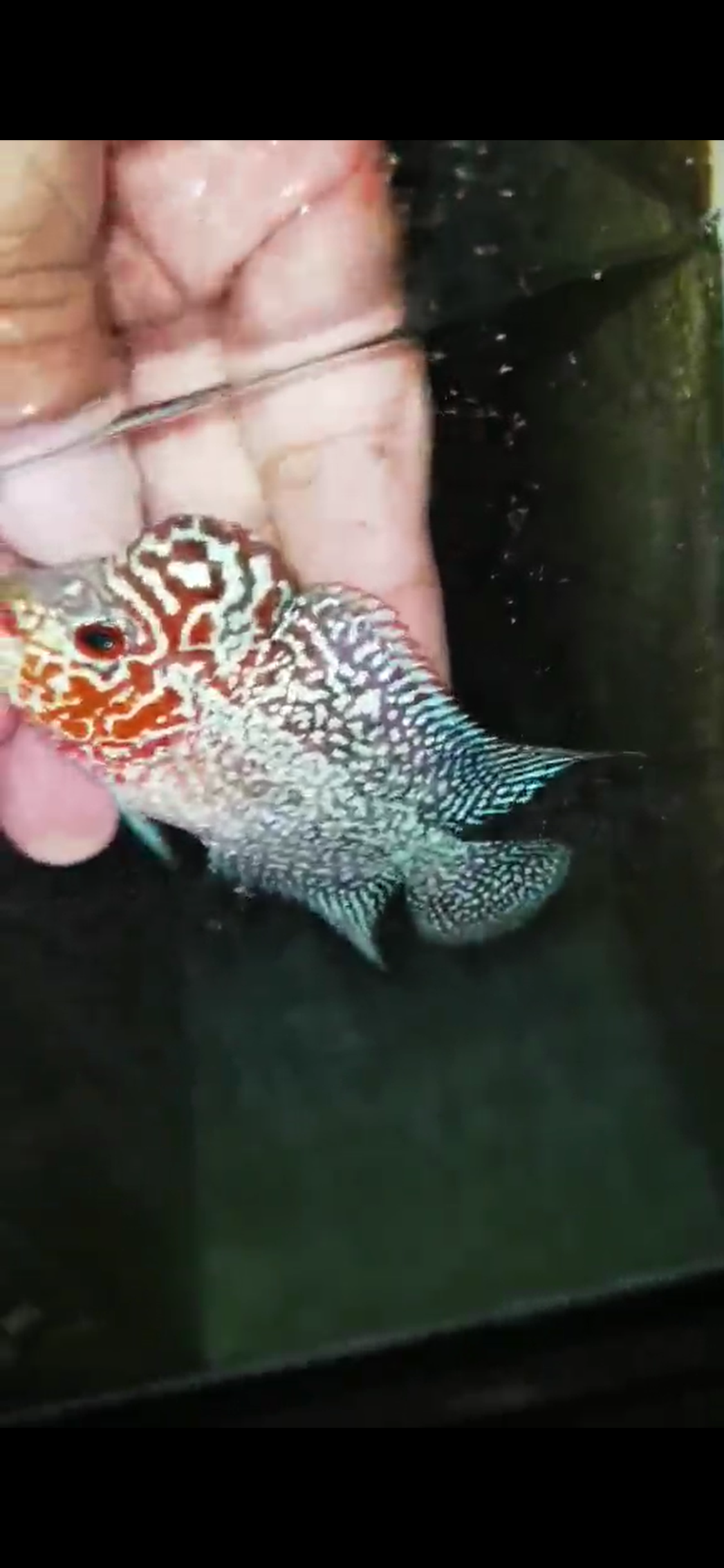 Super Red Dragon Flowerhorn ( Male ) - #03
