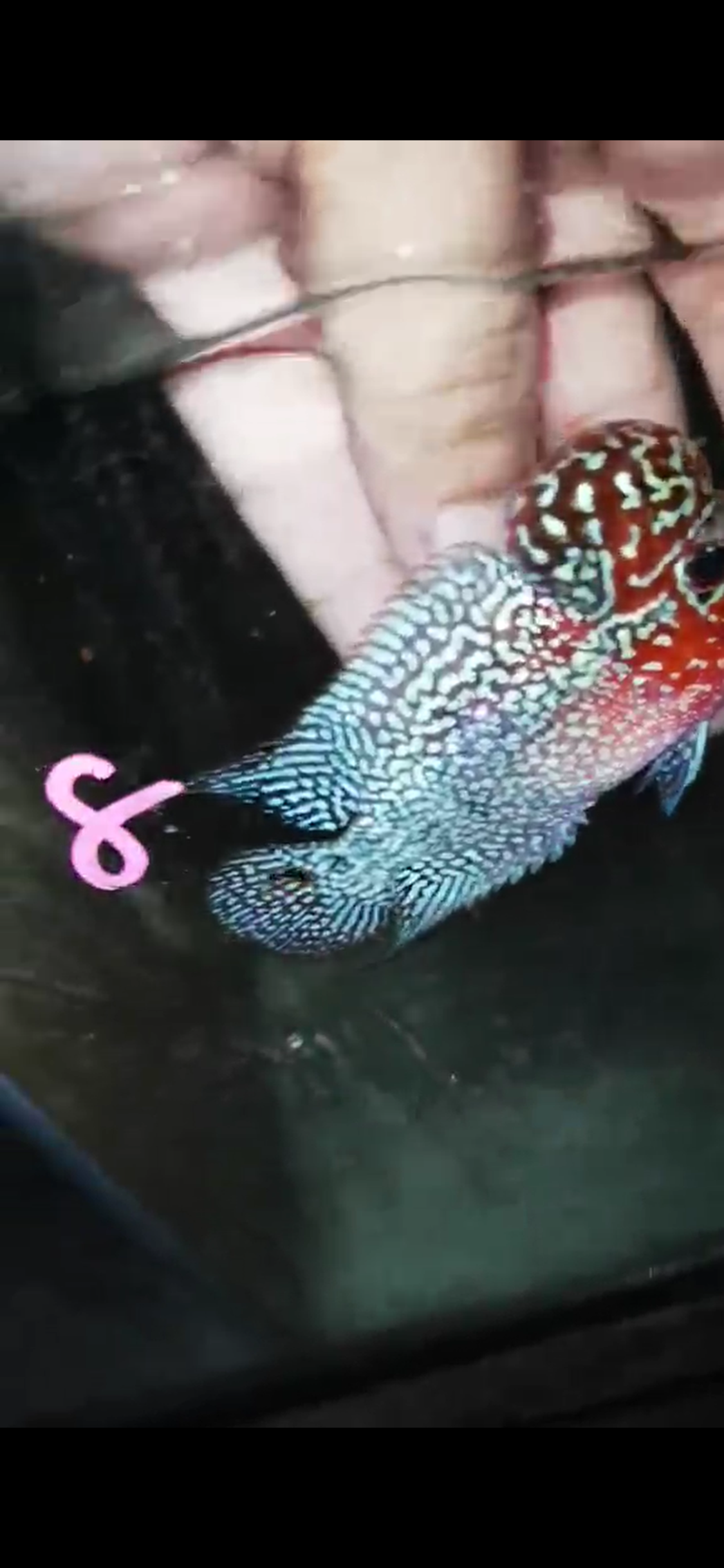 Super Red Dragon Flowerhorn ( Male ) - #08