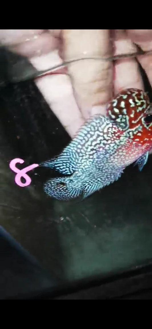 Super Red Dragon Flowerhorn ( Male ) - #08