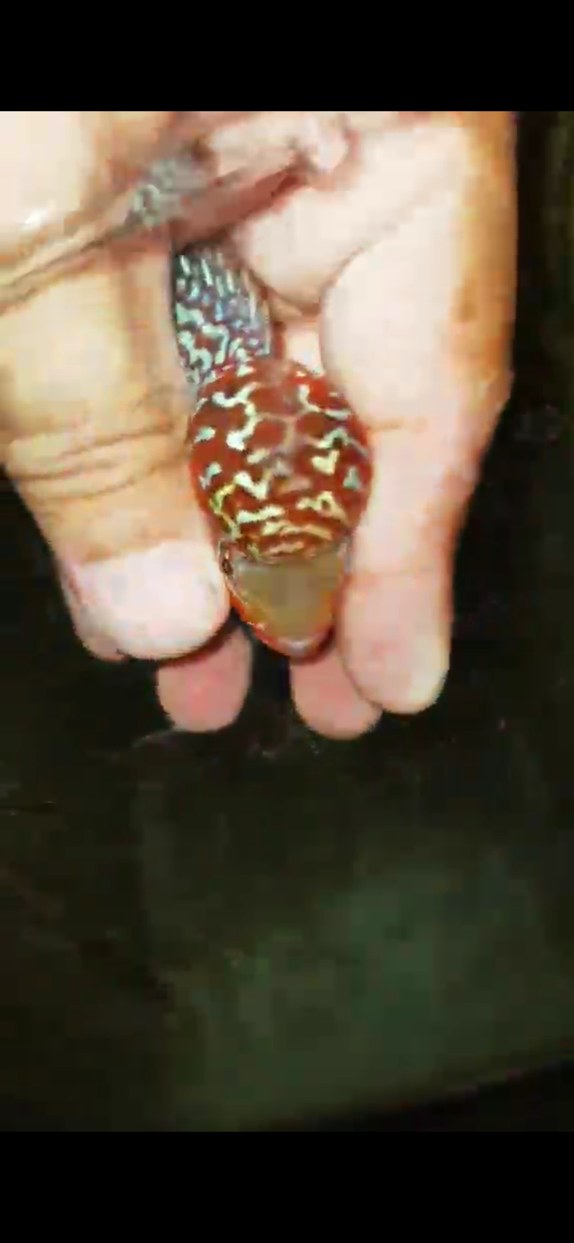 Super Red Dragon Flowerhorn ( Male ) - #08