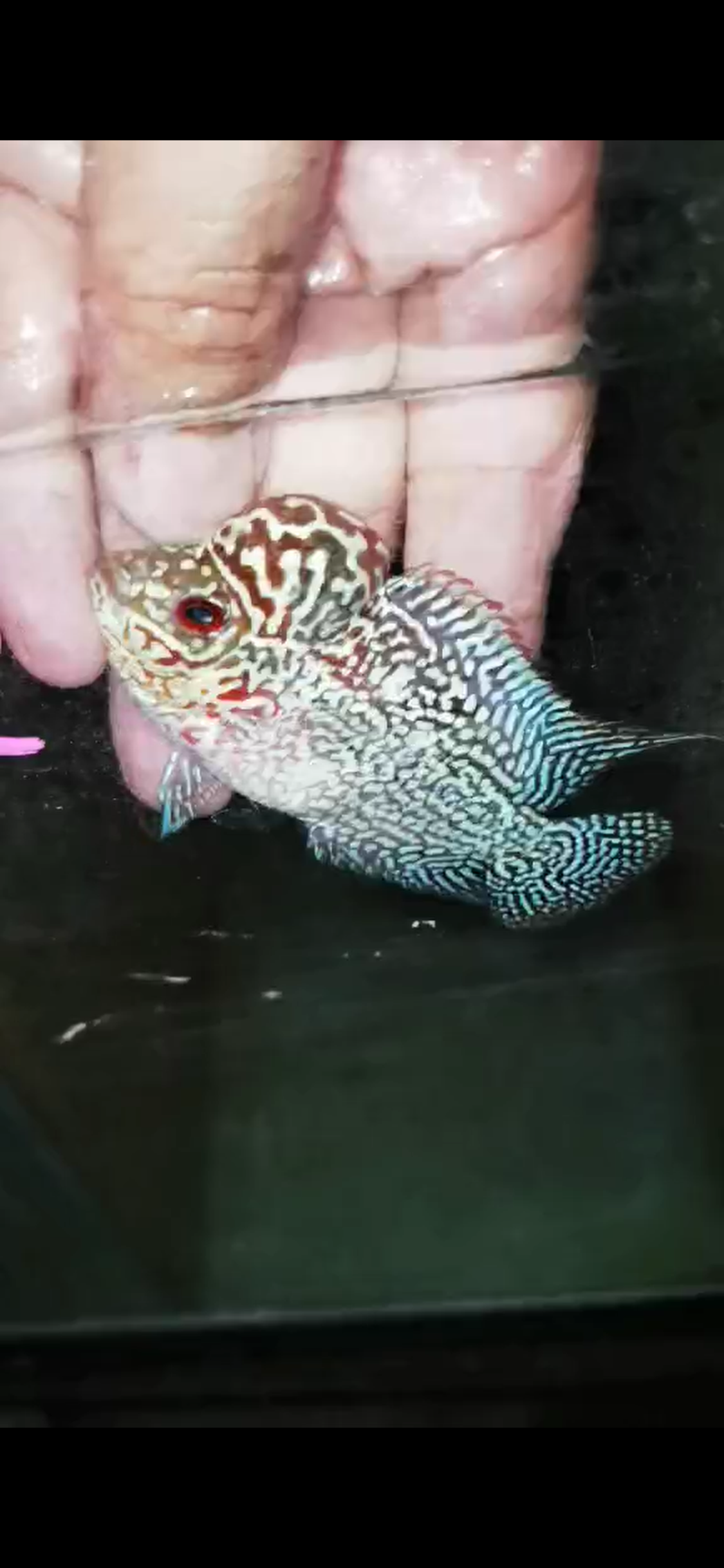 Super Red Dragon Flowerhorn ( Male ) - #02