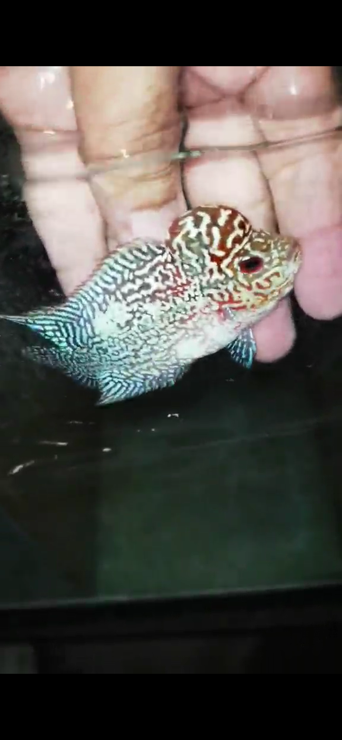 Super Red Dragon Flowerhorn ( Male ) - #02