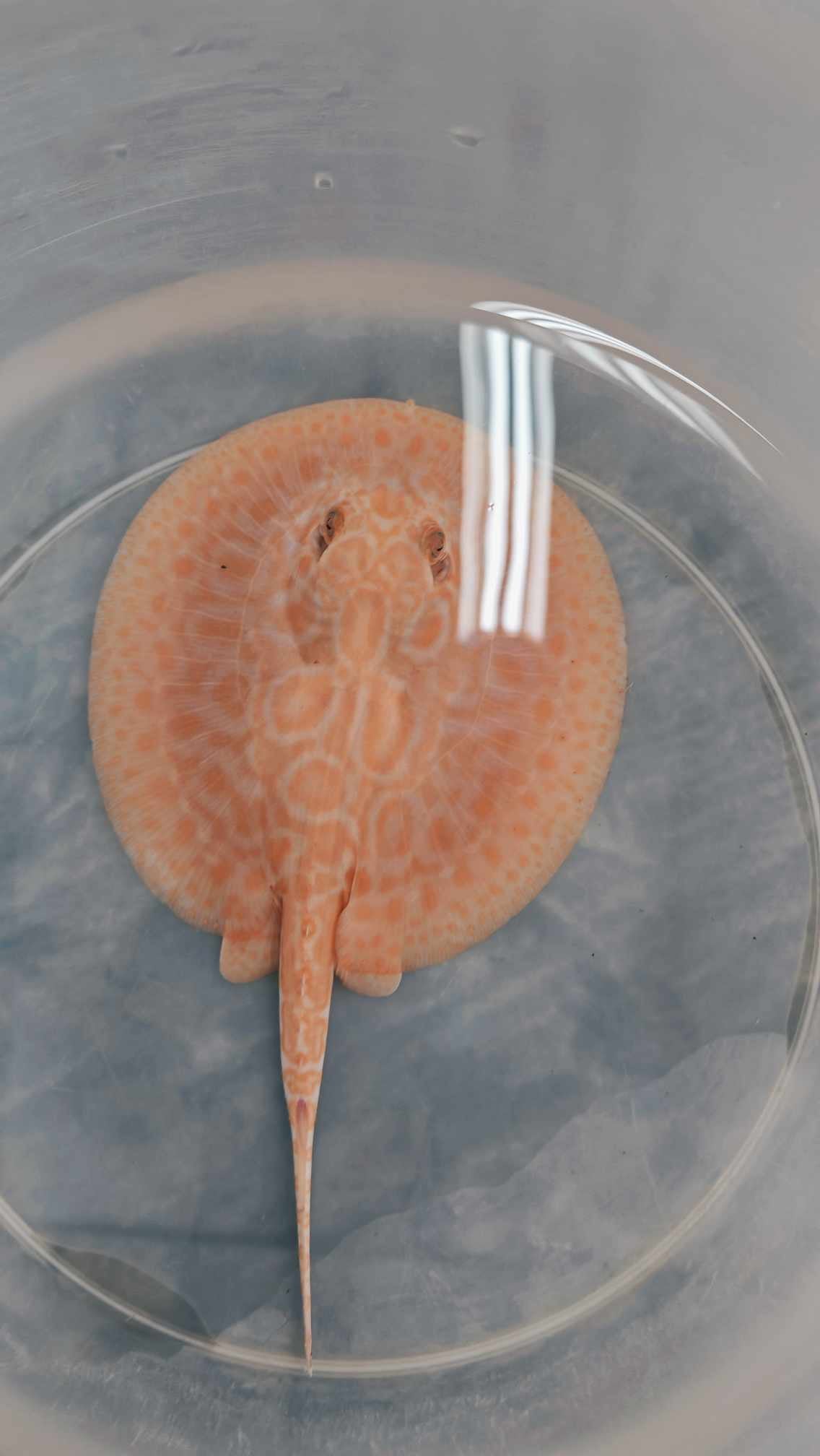 Red Lucy Stingray Female R-01