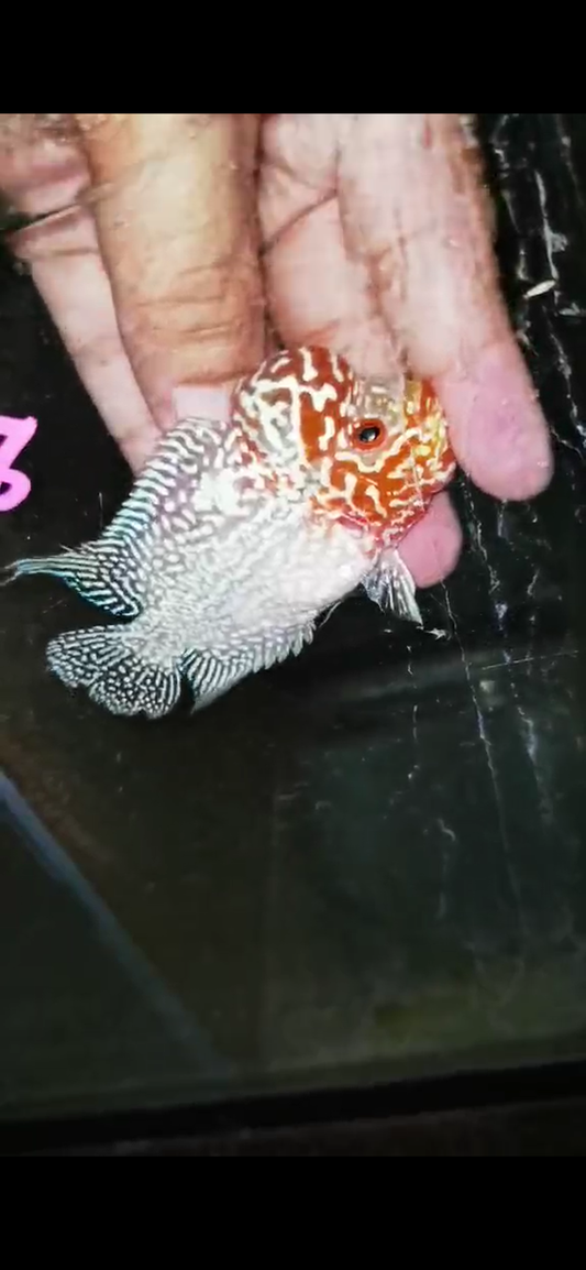 Super Red Dragon Flowerhorn ( Male ) - #28