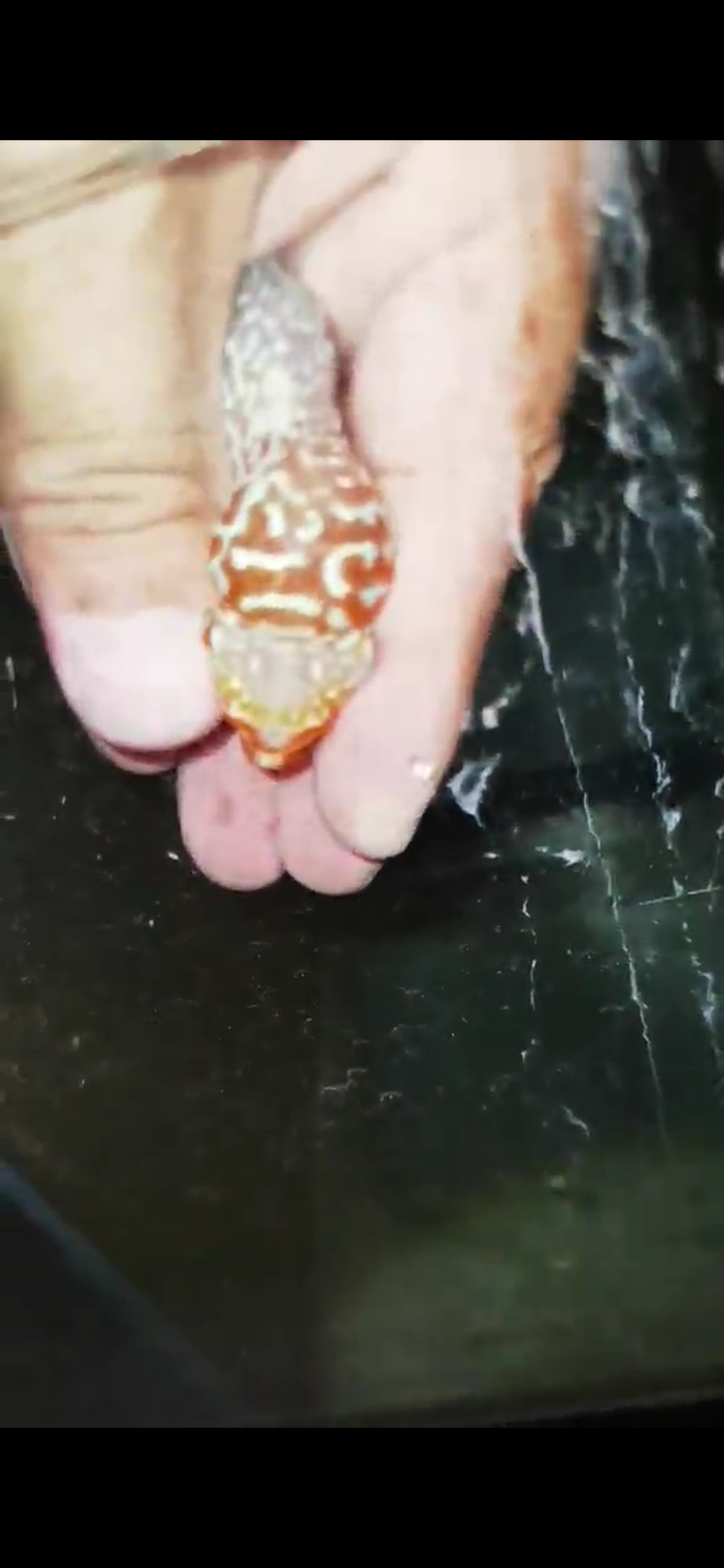 Super Red Dragon Flowerhorn ( Male ) - #28
