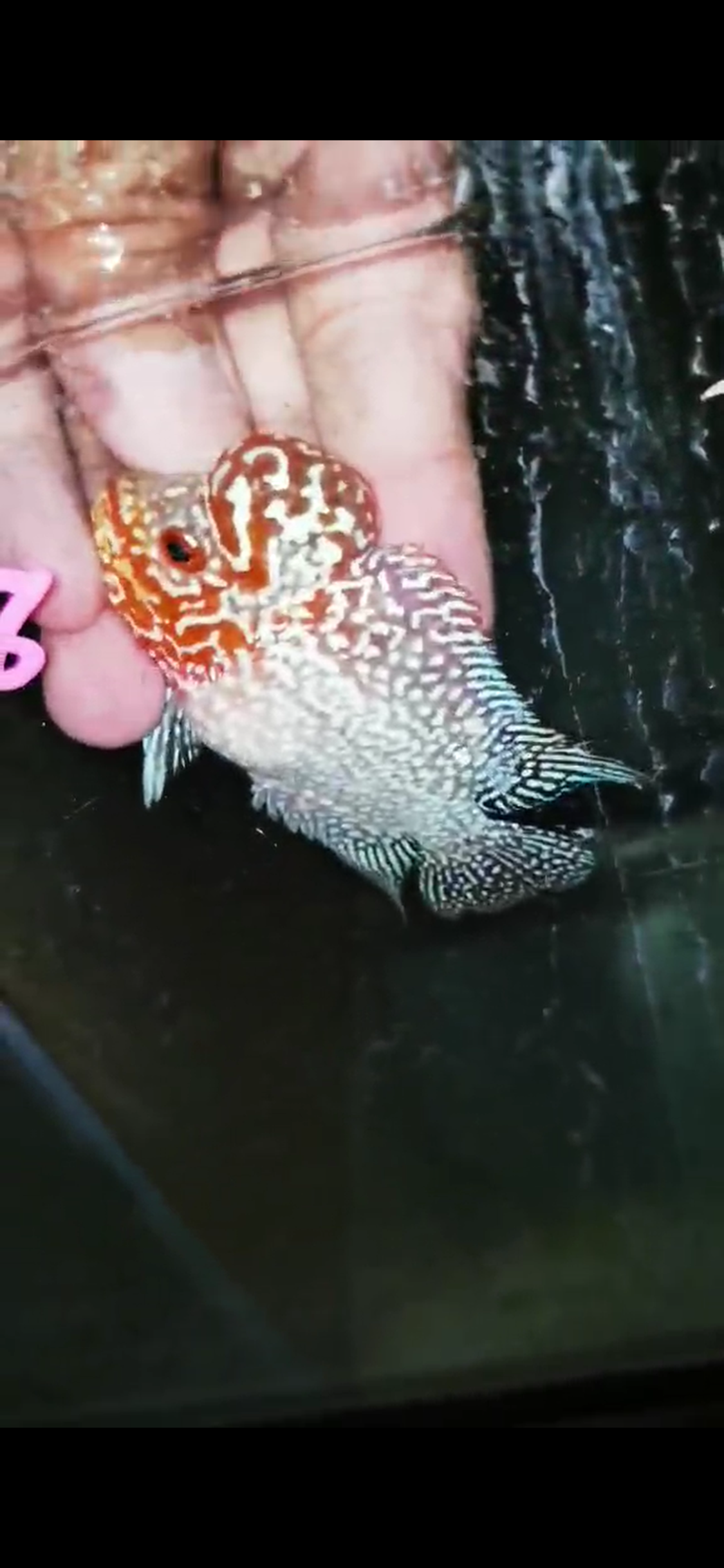 Super Red Dragon Flowerhorn ( Male ) - #28