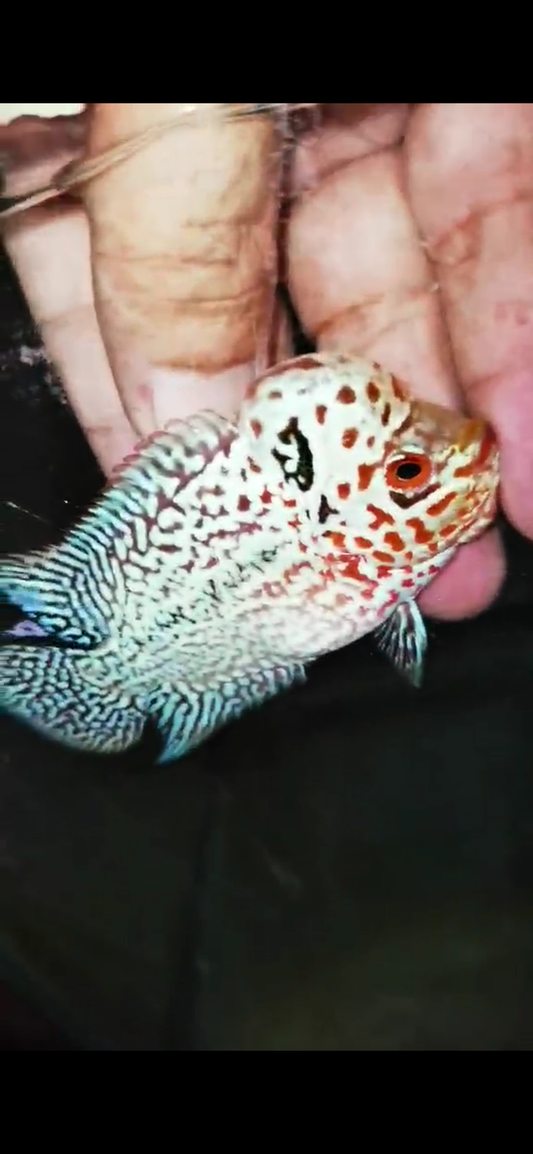 Super Red Dragon Flowerhorn ( Male ) - #25