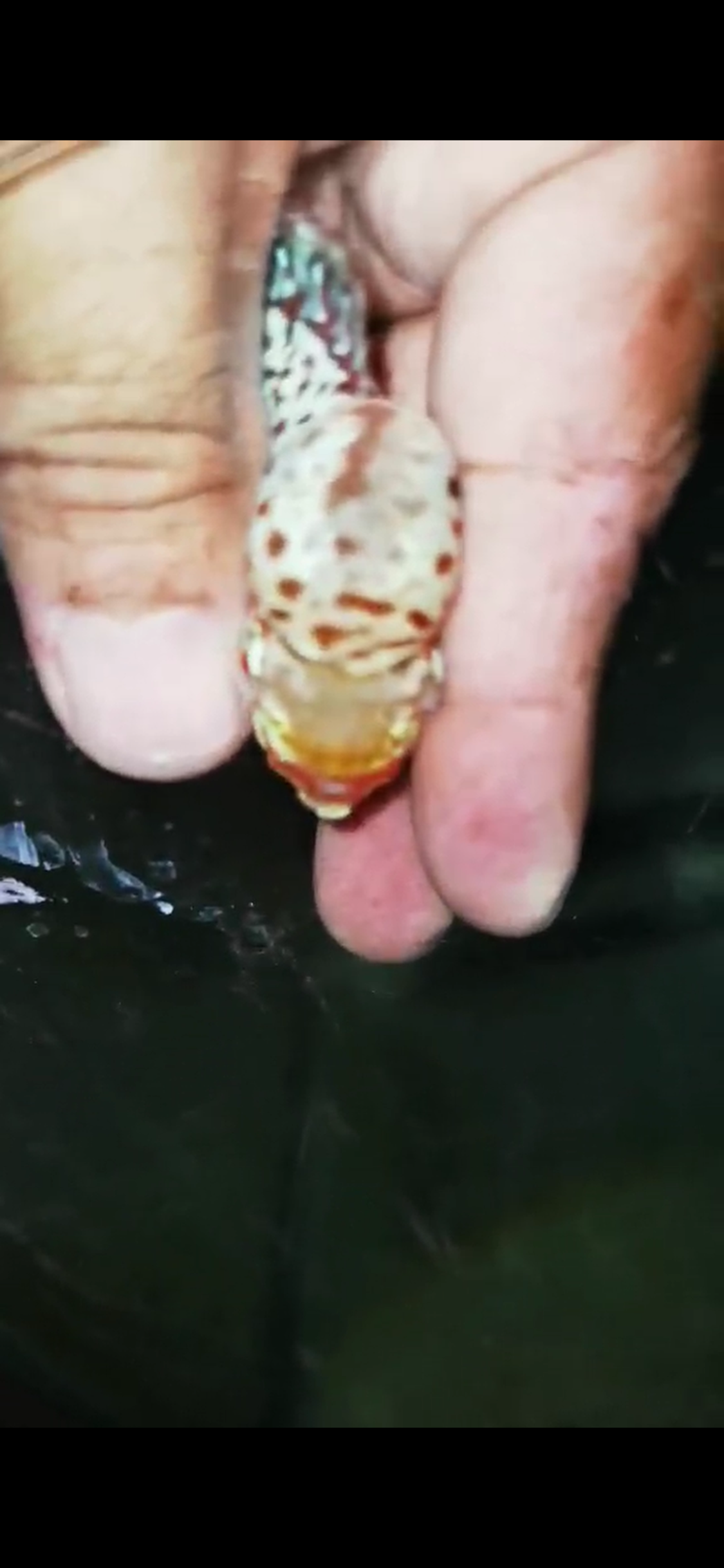 Super Red Dragon Flowerhorn ( Male ) - #25