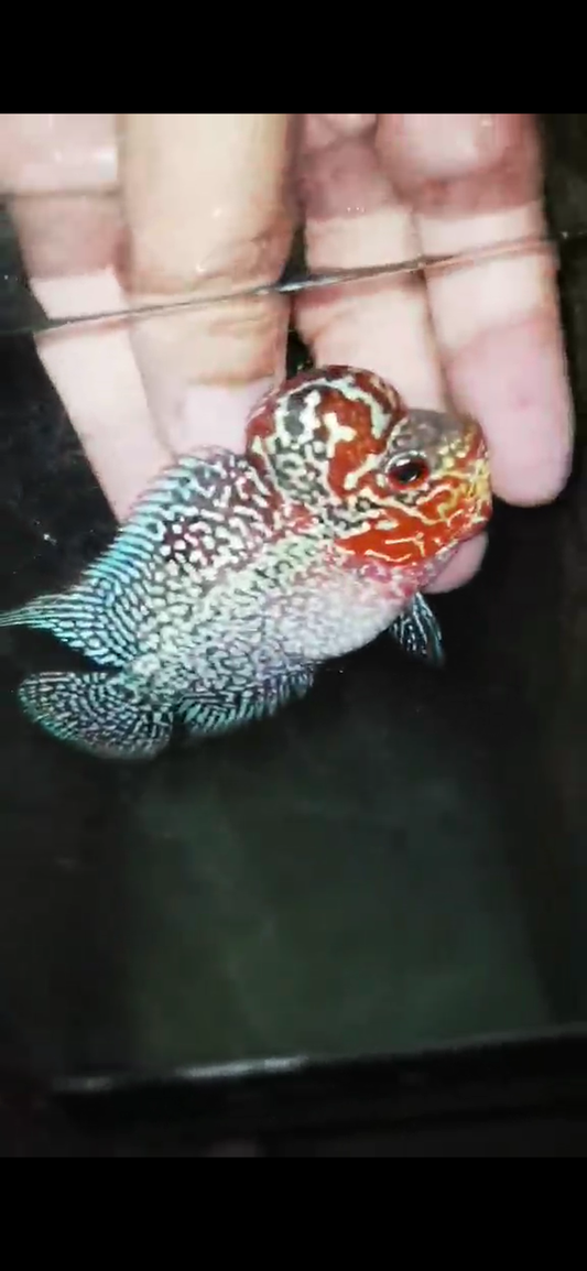 Super Red Dragon Flowerhorn ( Male ) - #01