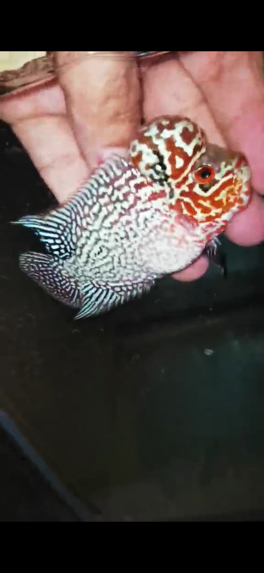 Super Red Dragon Flowerhorn ( Male ) - #27