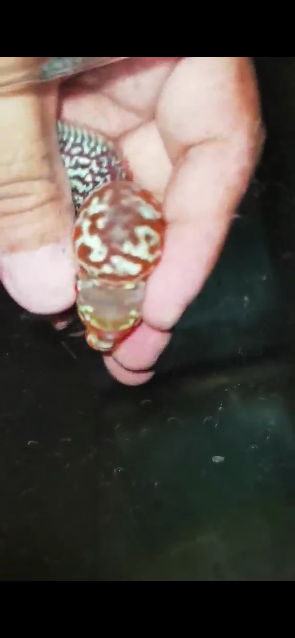Super Red Dragon Flowerhorn ( Male ) - #27