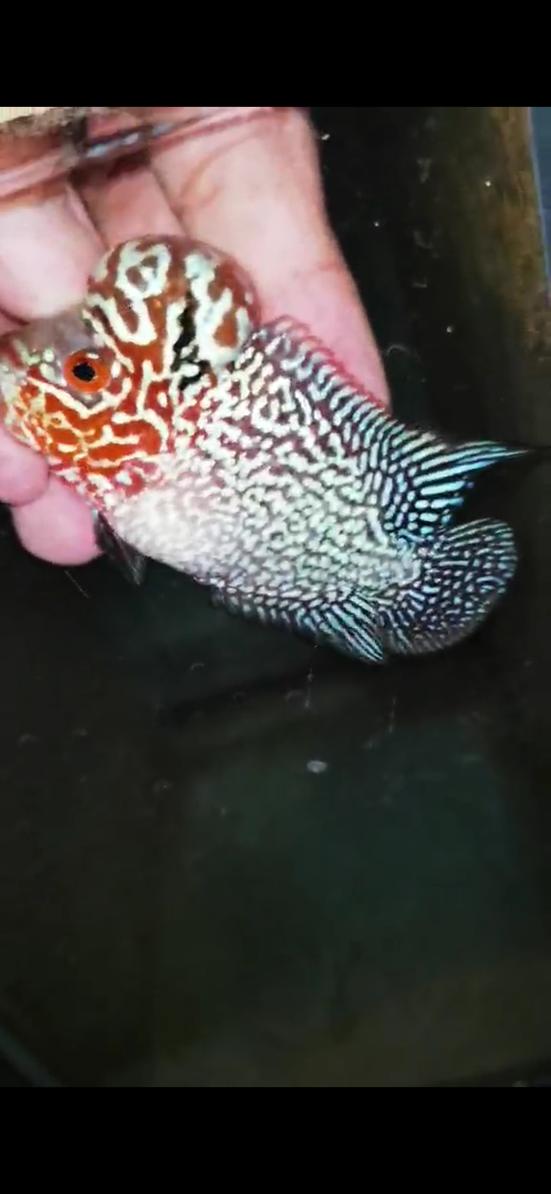 Super Red Dragon Flowerhorn ( Male ) - #27