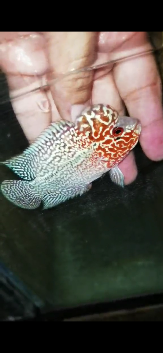 Super Red Dragon Flowerhorn ( Male ) - #13