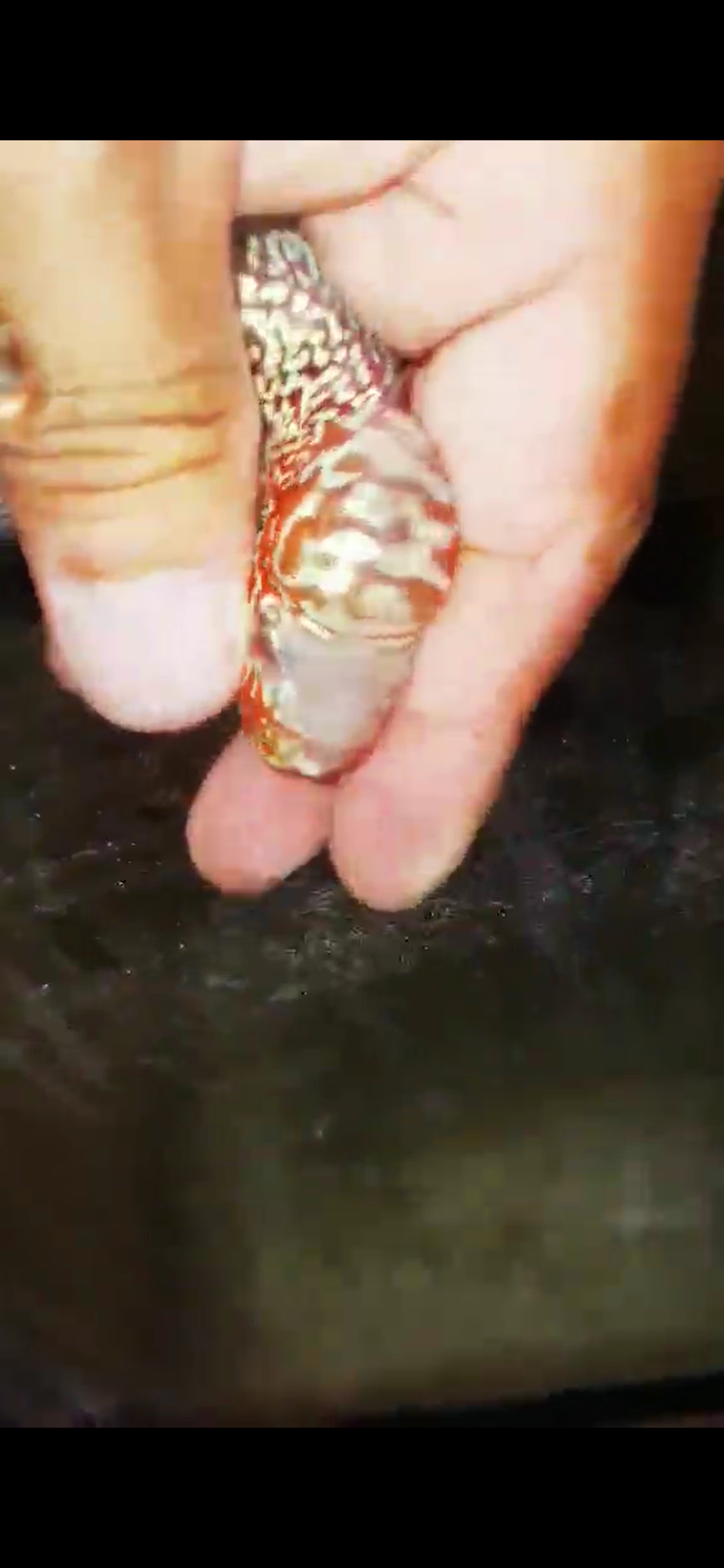 Super Red Dragon Flowerhorn ( Male ) - #13