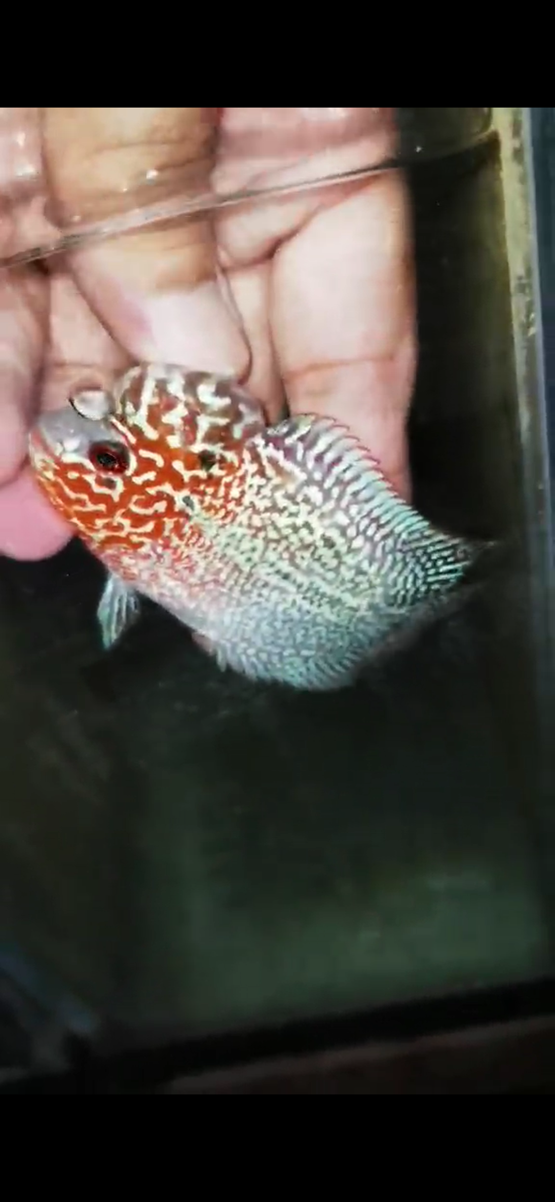 Super Red Dragon Flowerhorn ( Male ) - #13