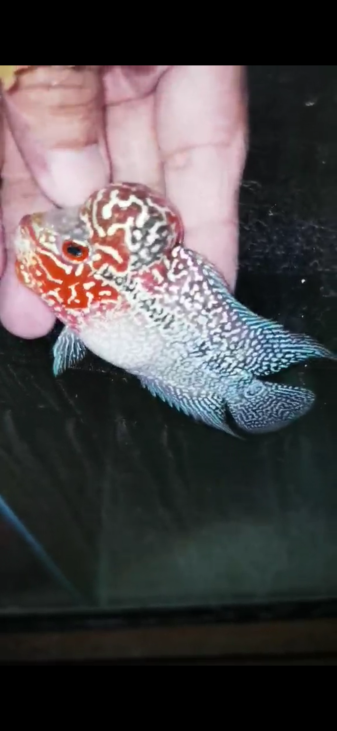 Super Red Dragon Flowerhorn ( Male ) - #22