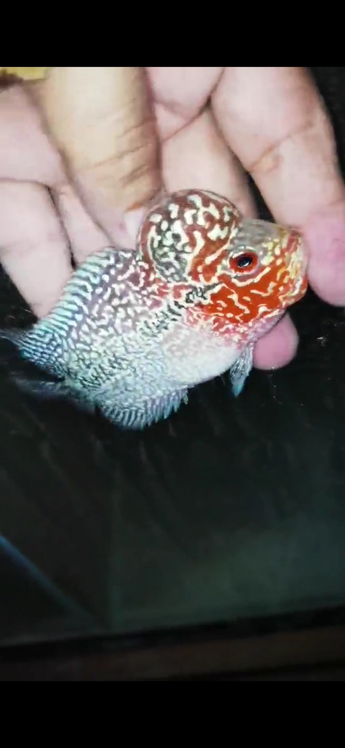 Super Red Dragon Flowerhorn ( Male ) - #22