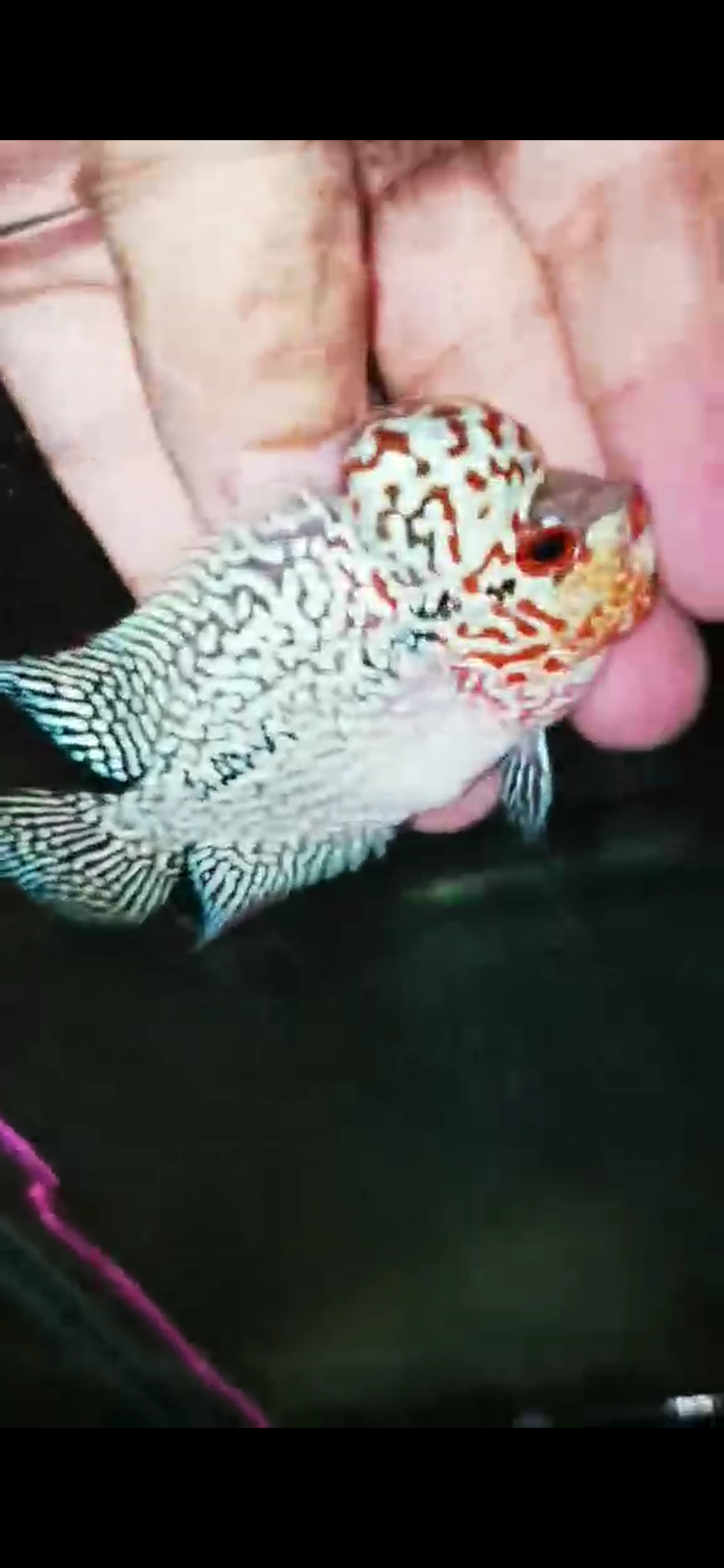 Super Red Dragon Flowerhorn ( Male ) - #18