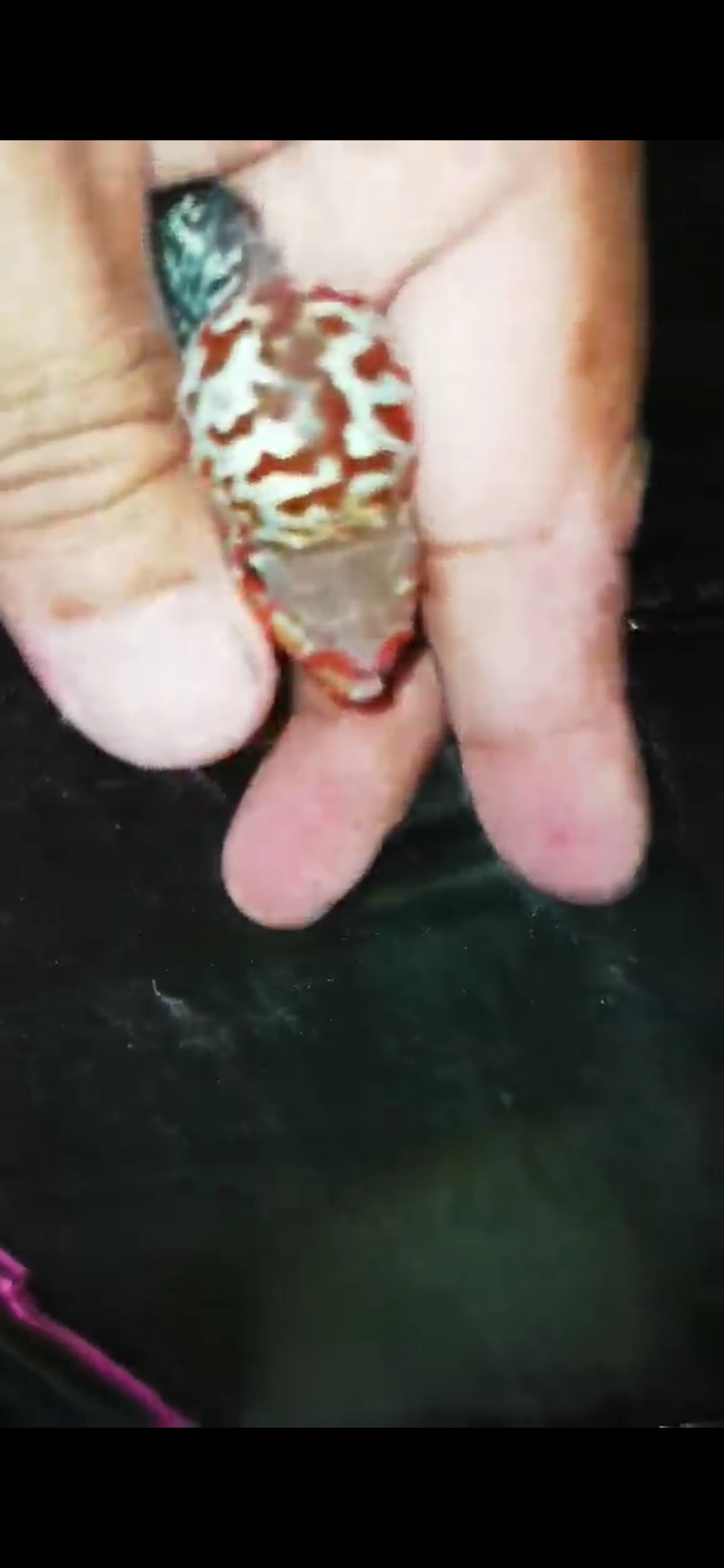Super Red Dragon Flowerhorn ( Male ) - #18