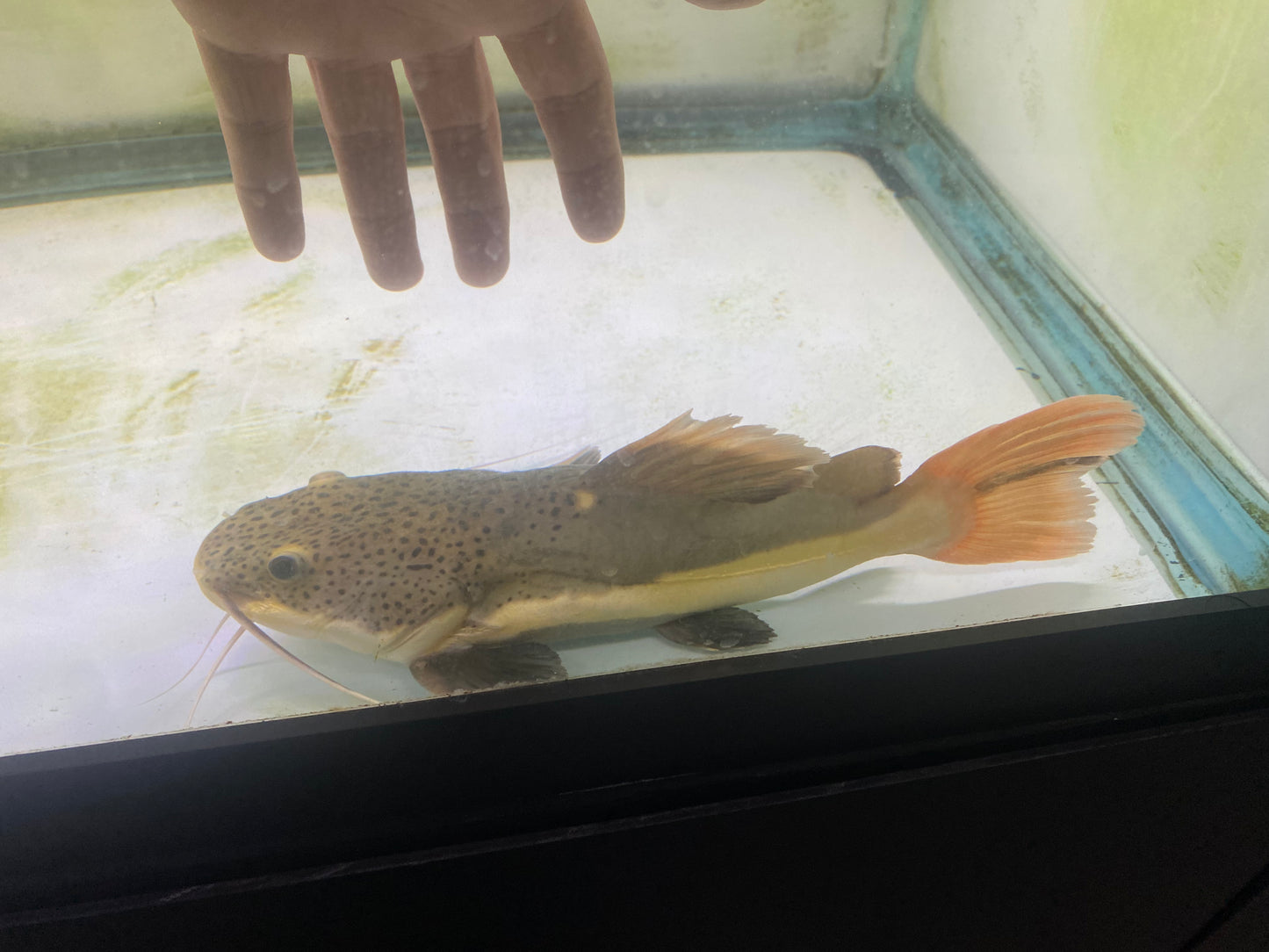 Shortbody Redtail Catfish 8-9"