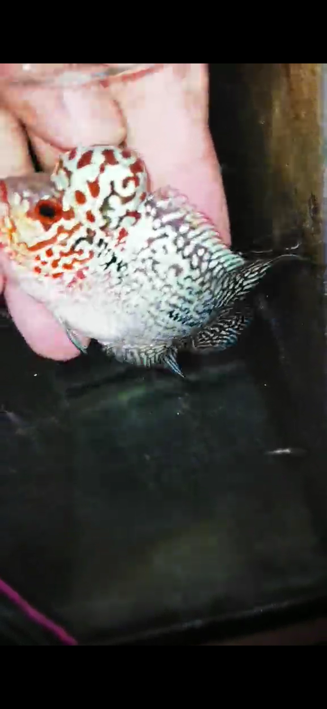 Super Red Dragon Flowerhorn ( Male ) - #18