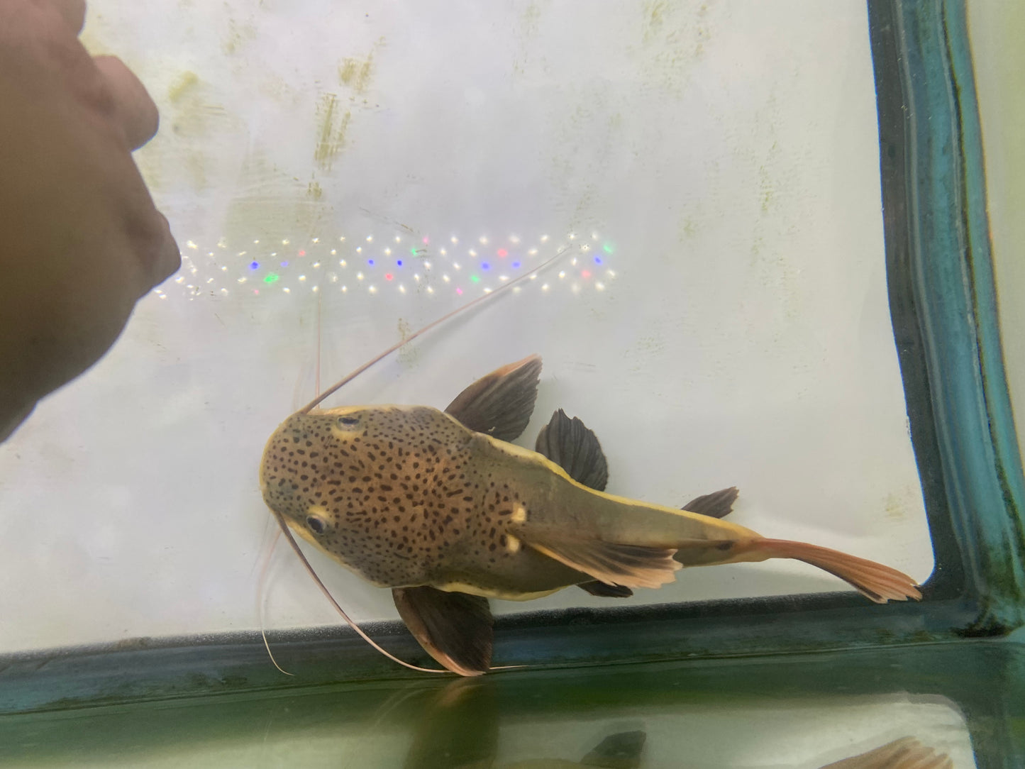 Shortbody Redtail Catfish 8-9"