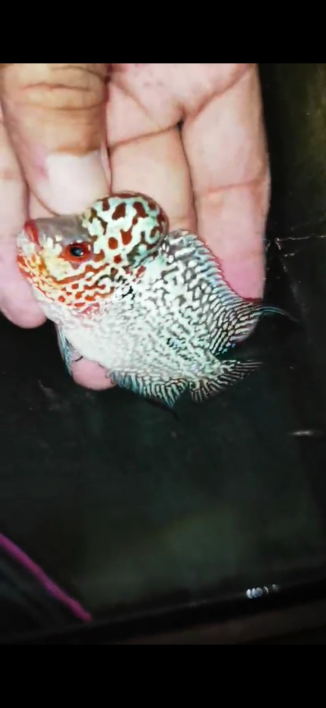 Super Red Dragon Flowerhorn ( Male ) - #18